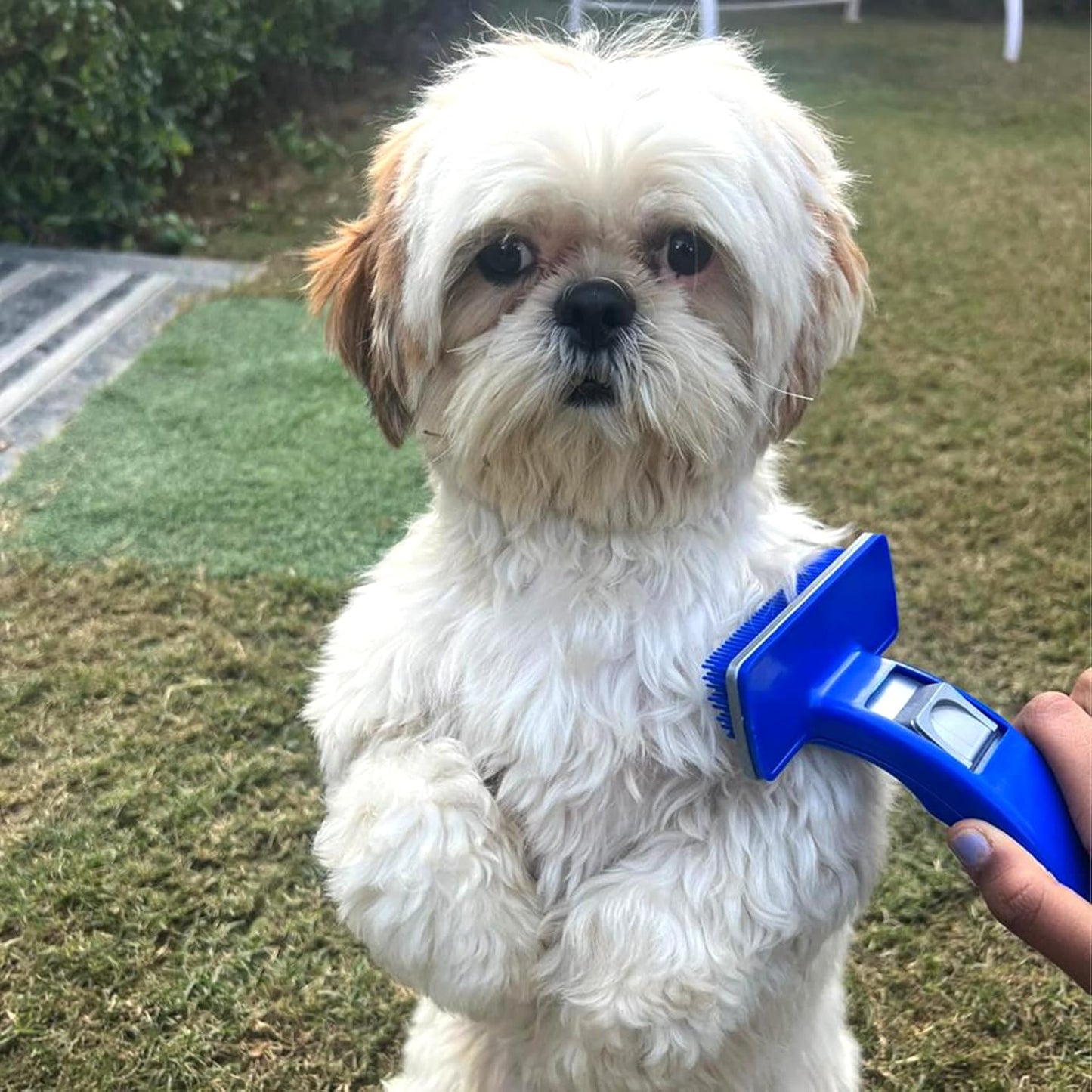 Slicker Brush for Dogs & Cat