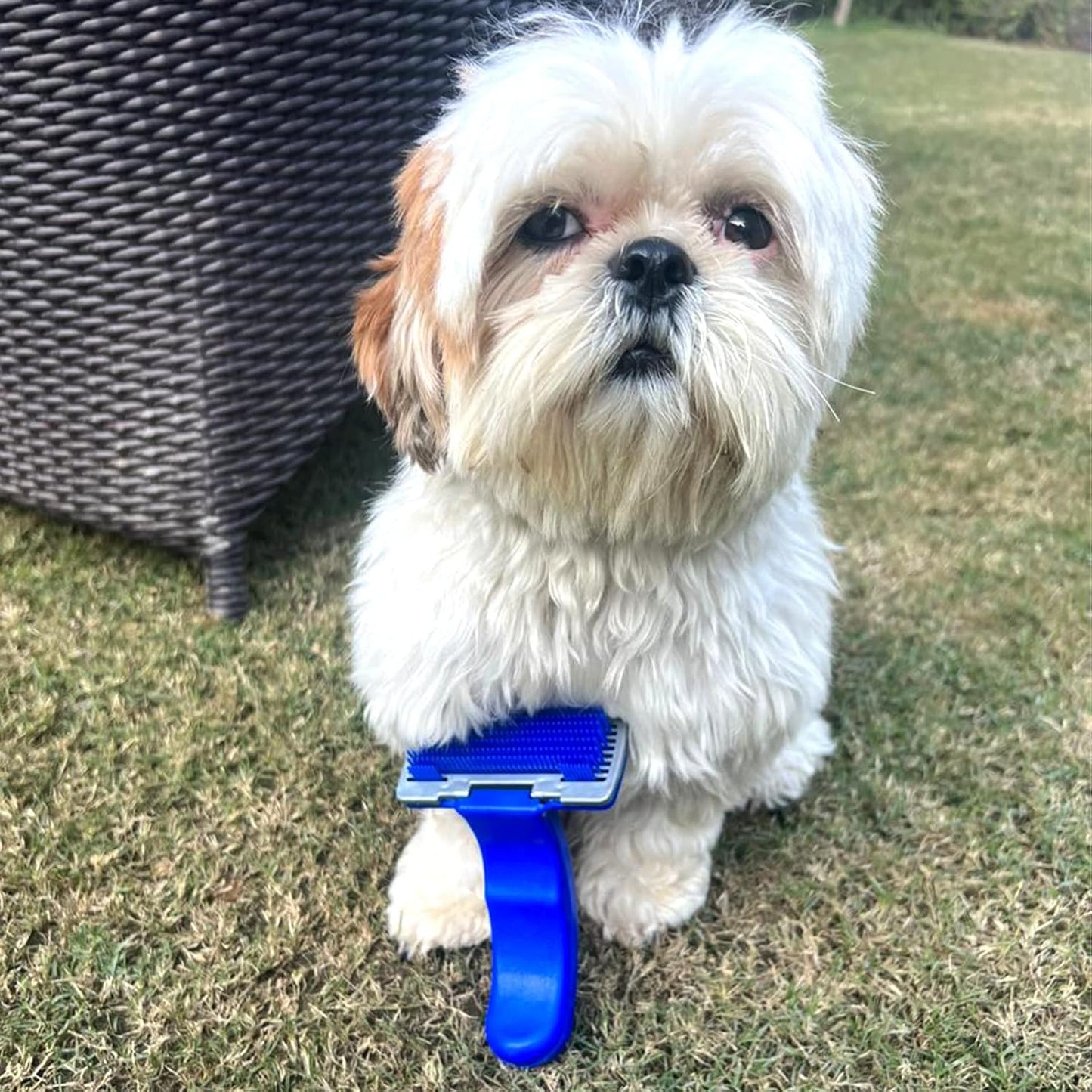 Slicker Brush for Dogs & Cat